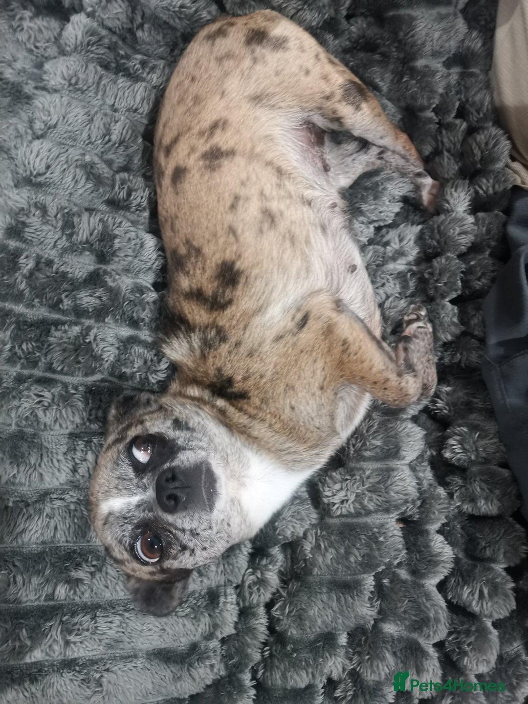 Chihuahua dogs for sale: Adult Female Merle Chihuahua  - Image 5