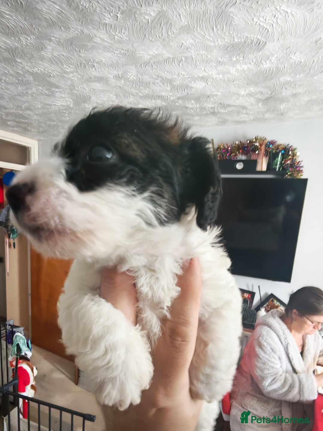 Mixed Breed dogs for sale: Beautiful Jackapoo puppies - Advert 5