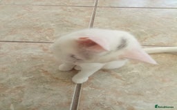 Scottish Fold cats for sale: 1 cutie cream folded girl & 1 straight cream  girl - Image 12
