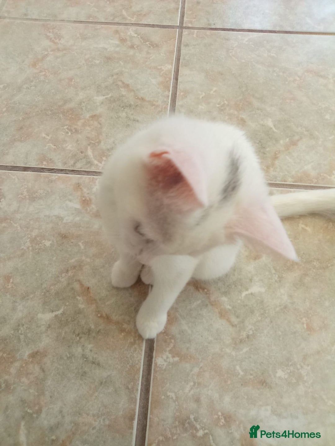 Scottish Fold cats for sale: 1 cutie cream folded girl & 1 straight cream  girl - Image 12