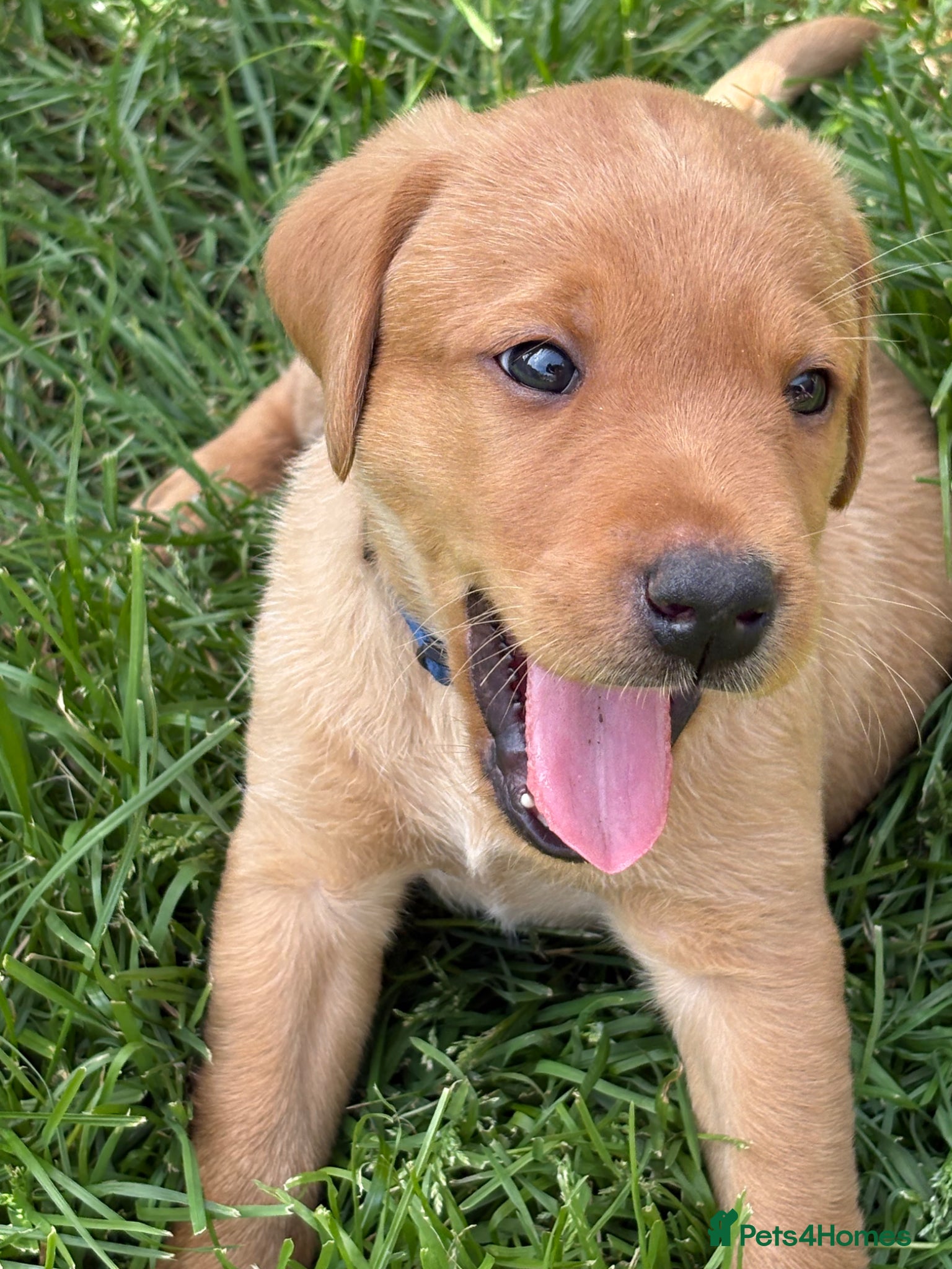 Labrador Retriever dogs Beautiful Labrador puppies - Advert 2