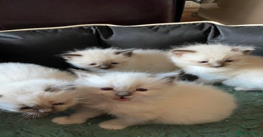 Ragdoll cats - Advert 2