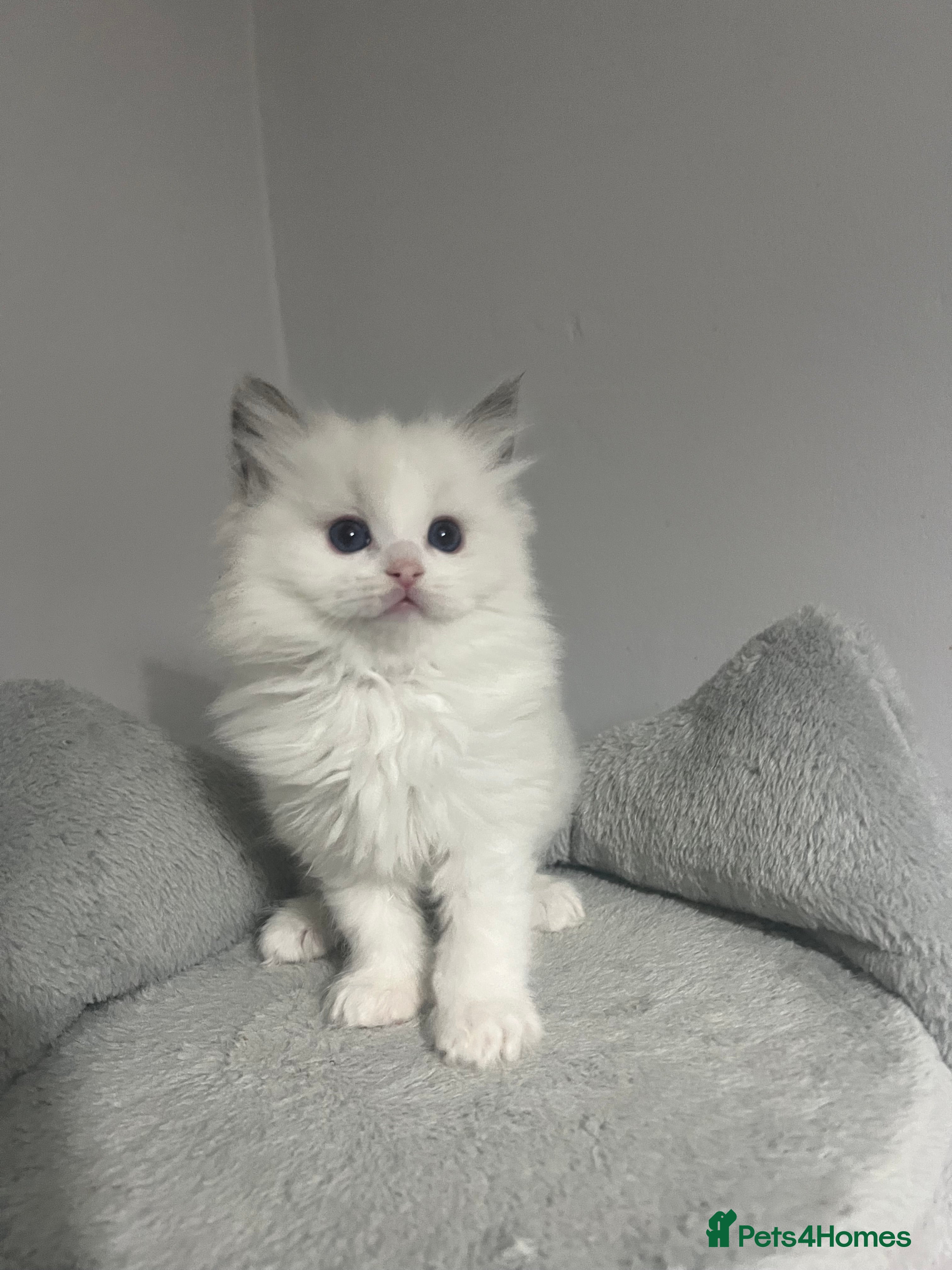 Ragdoll cats GCCF Ragdoll kittens for sale - Advert 11