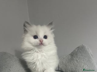 Ragdoll cats GCCF Ragdoll kittens for sale - Advert 11