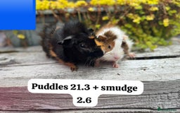 Guinea Pig rodents for sale: Baby guinea pigs available now. Sheffield. - Image 20