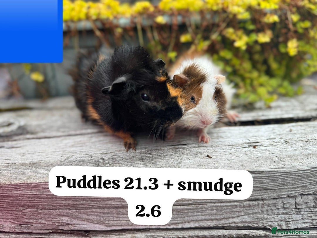 Guinea Pig rodents for sale: Baby guinea pigs available now. Sheffield. - Image 20