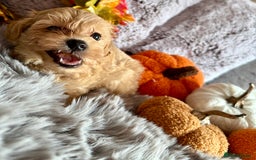 Maltipoo dogs for sale: F1 Beautiful Maltipool Puppies - Advert 21