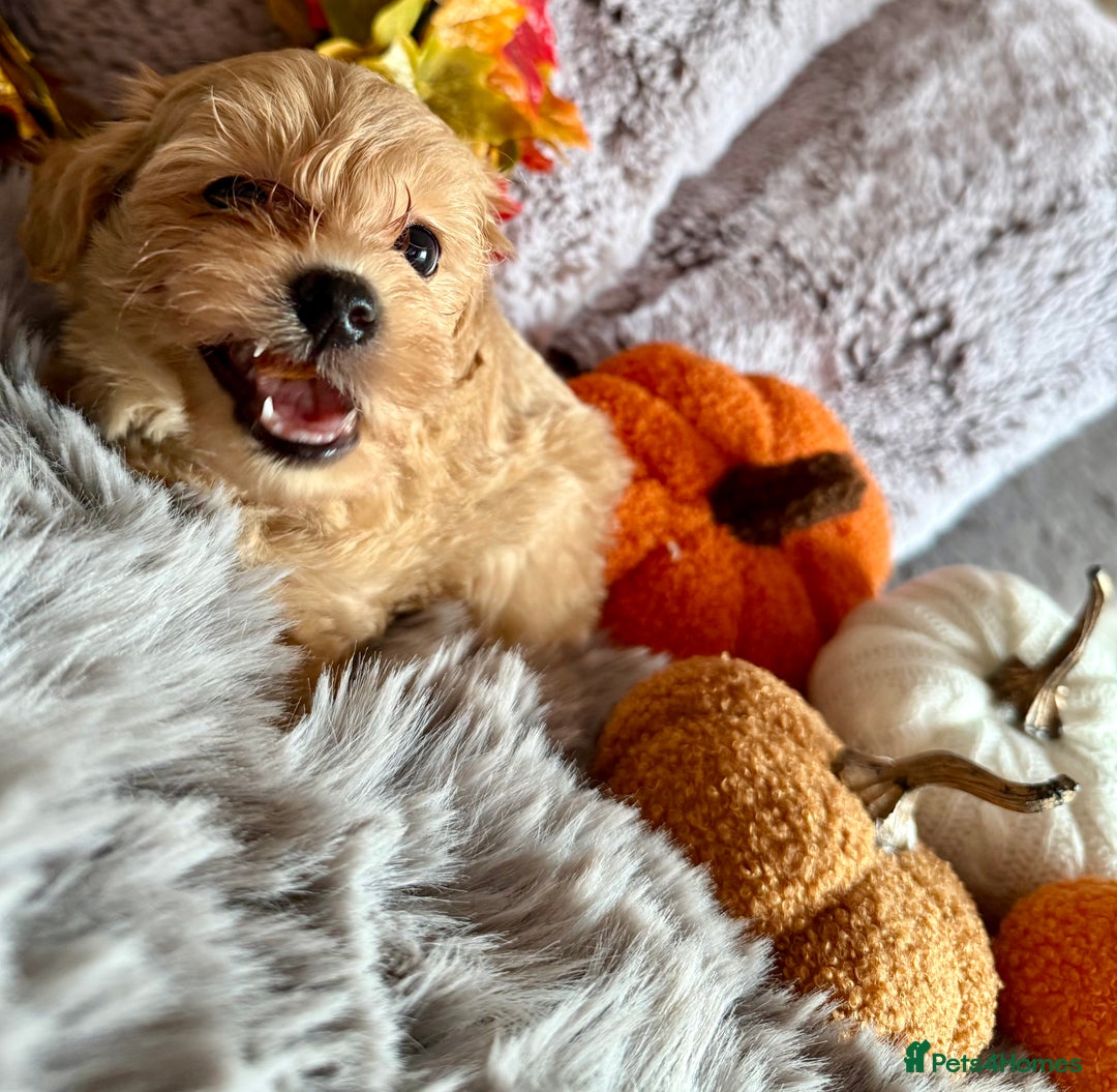 Maltipoo dogs for sale: F1 Beautiful Maltipool Puppies - Advert 21