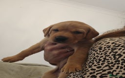 Labrador Retriever dogs for sale: Labrador puppies - Image 9