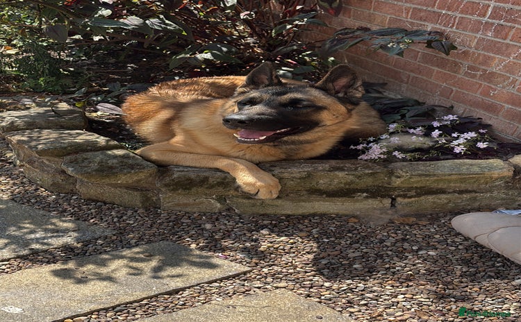 Mixed Breed dogs - Advert 16