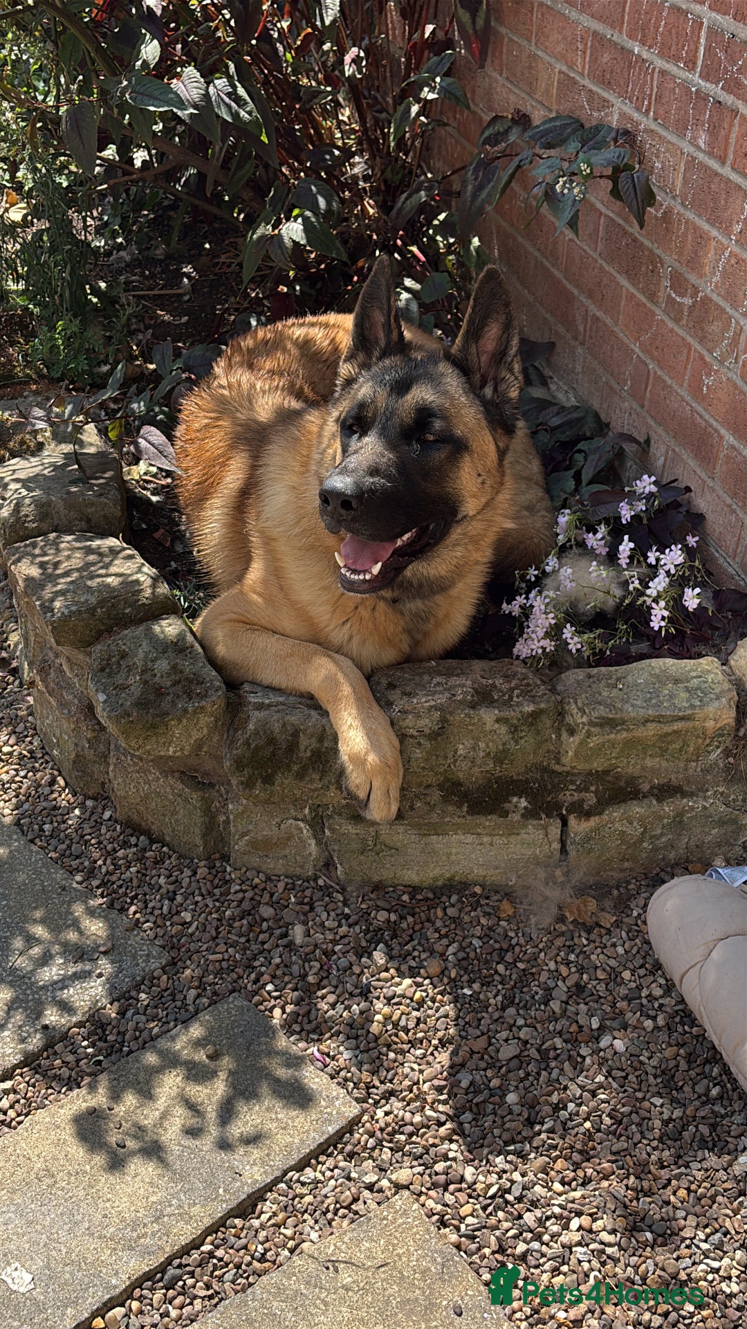 Mixed Breed dogs for sale: German Shepard x Akita (Blitz) - Image 1