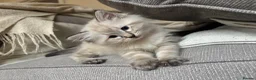 Ragdoll cats for sale: ✨ READY SOON ✨ Ragdoll Siberian Kittens - Advert 3