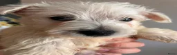 West Highland Terrier dogs for sale: Gorgeous westies - Advert 2