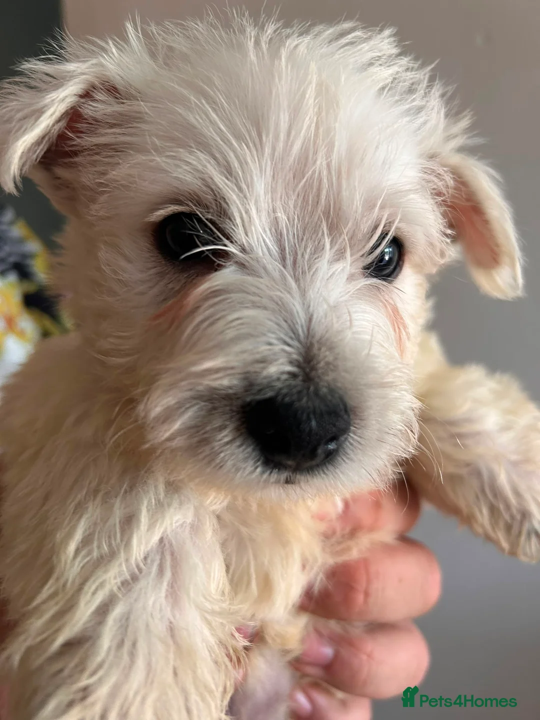 West Highland Terrier dogs for sale: Gorgeous westies - Advert 2