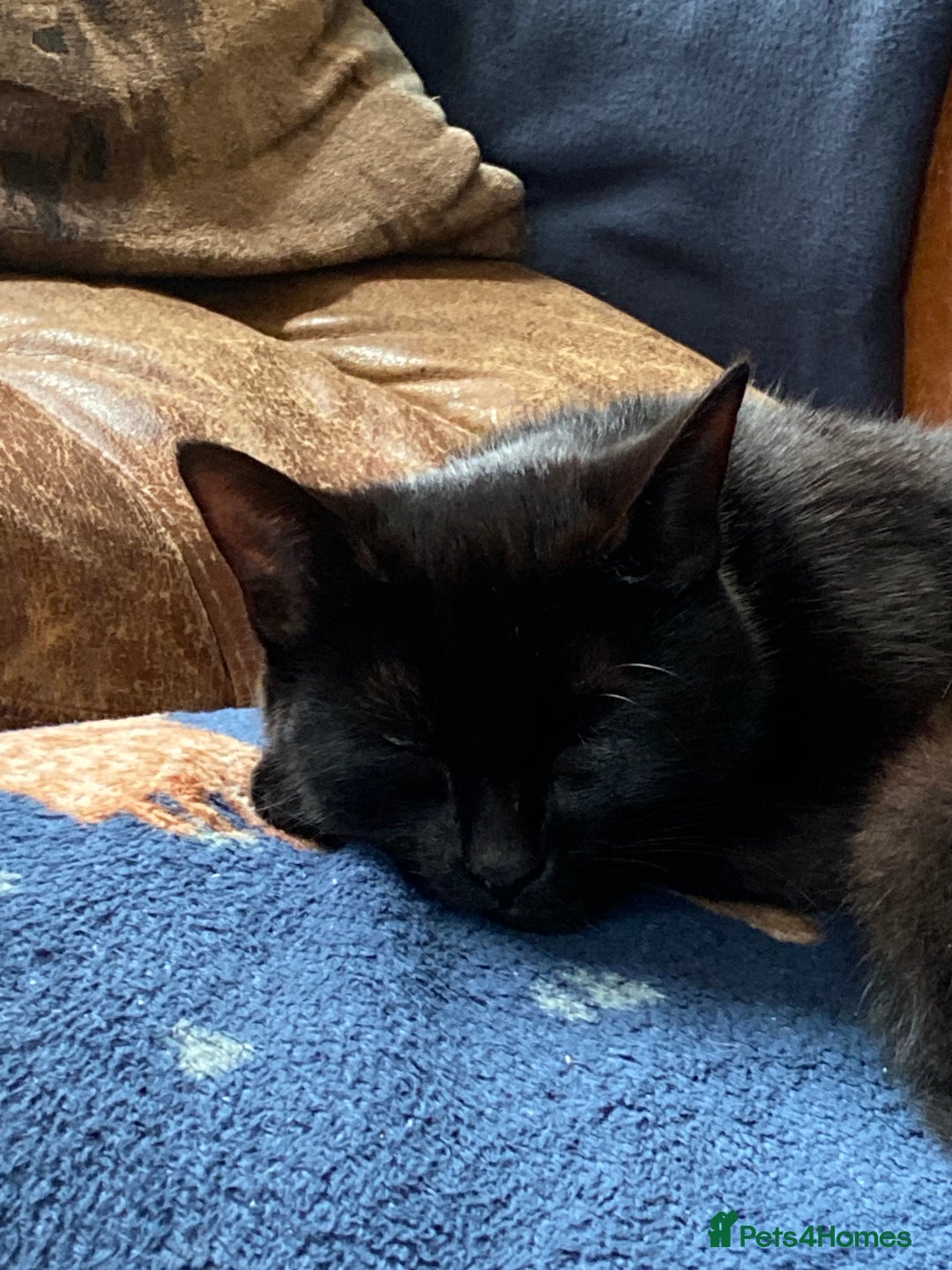 Ragdoll cats for sale: Rag doll cross kittens for sale - Advert 1