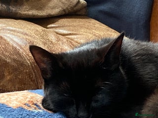 Ragdoll cats Rag doll cross kittens for sale - Advert 1