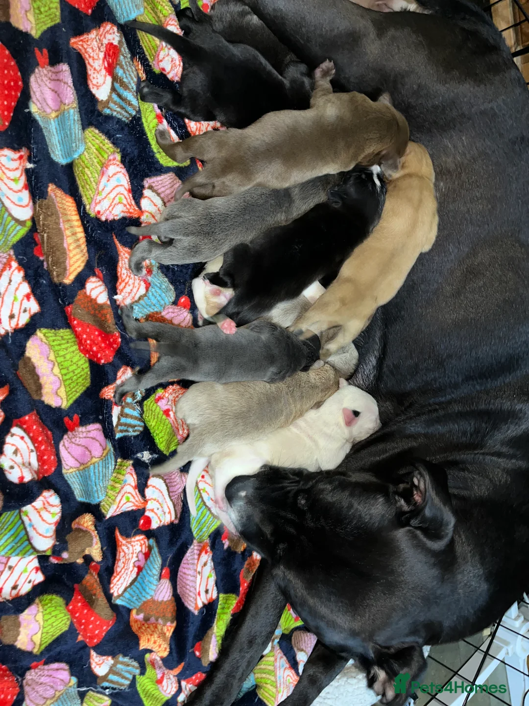 American Bull Staffy dogs for sale: 13 Stunning American bulldog staff mix puppies 😍 - Advert 2