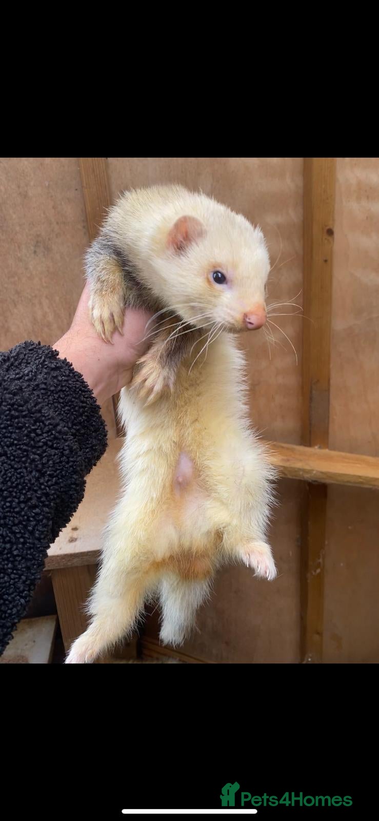Ferret rodents Ferret  - Advert 1