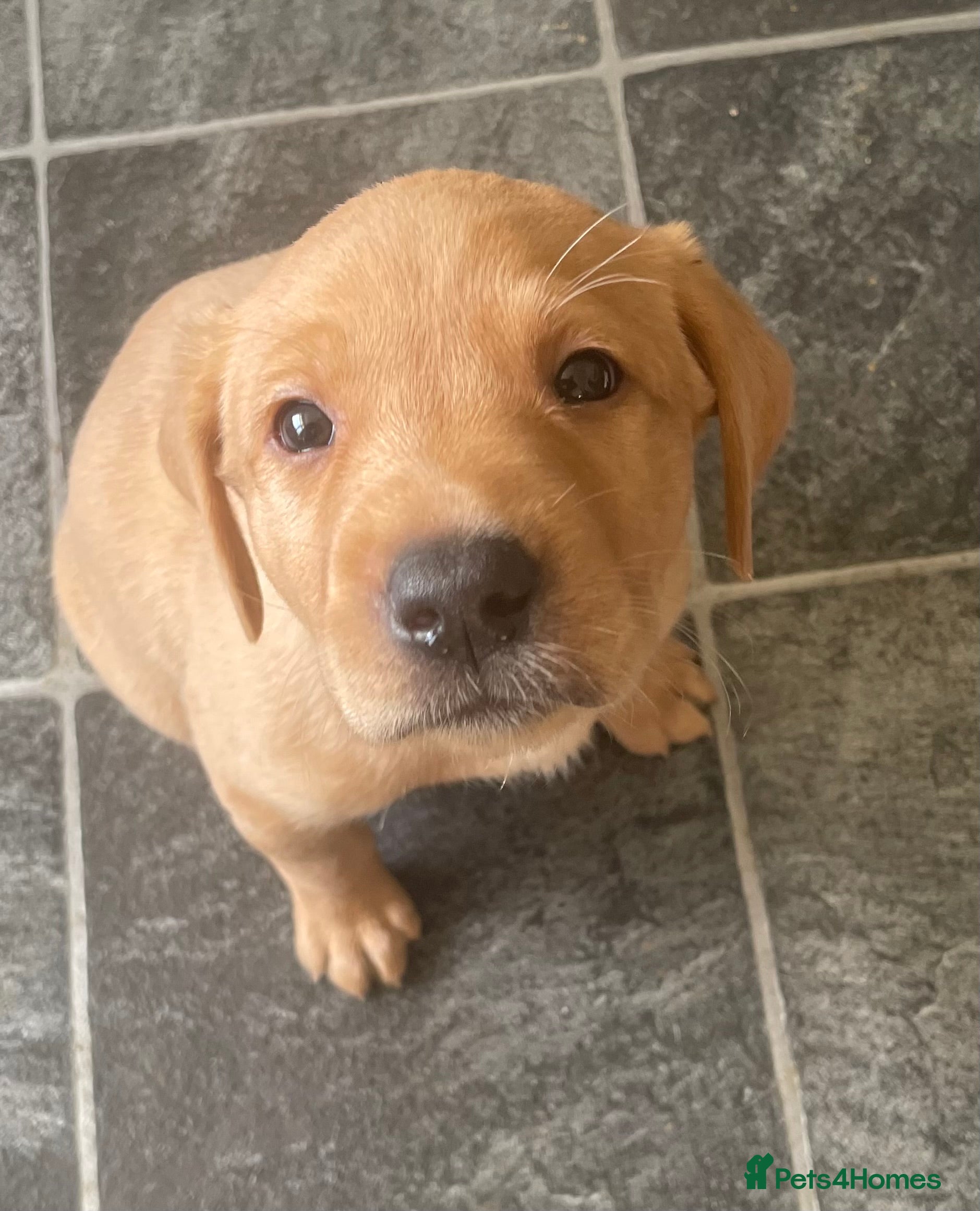 Labrador Retriever dogs Black and Fox Red KC Health Tested Puppies - Advert 4