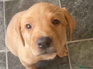 Labrador Retriever dogs Black and Fox Red KC Health Tested Puppies - Advert 13