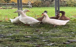 Ducks poultry for sale: Ducks for sale  - Advert 2