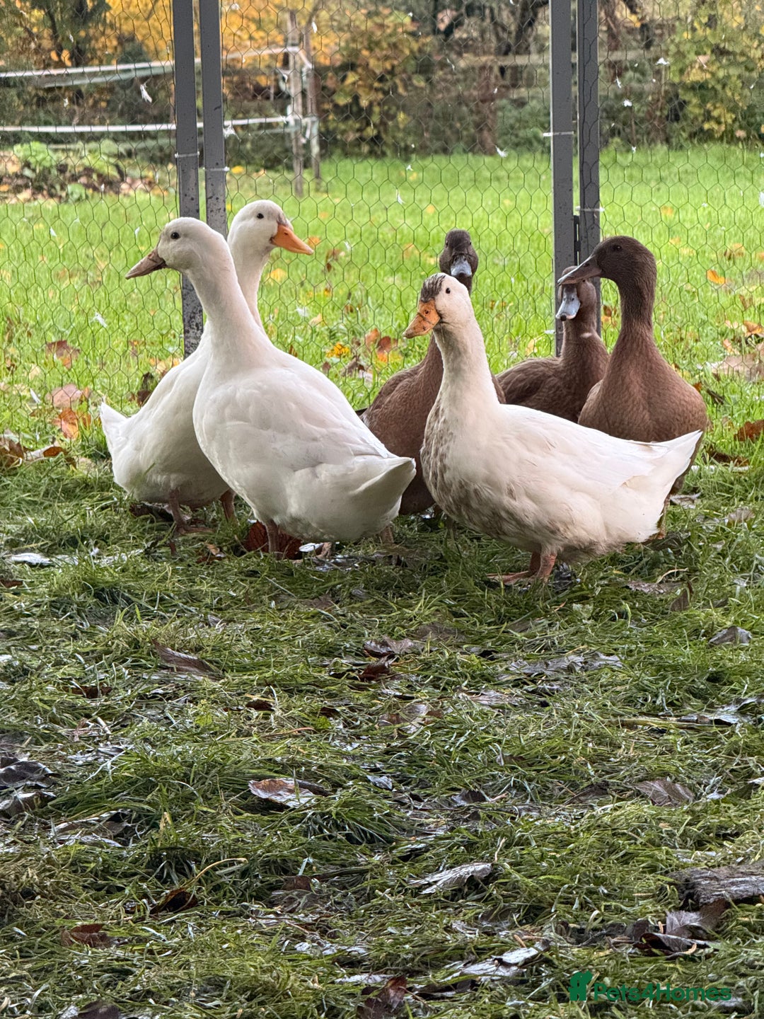 Ducks poultry for sale: Ducks for sale  - Advert 2