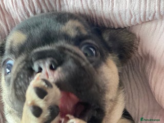 French Bulldog dogs Gorgeous French bulldog puppies 1 m & 1 f - Advert 9