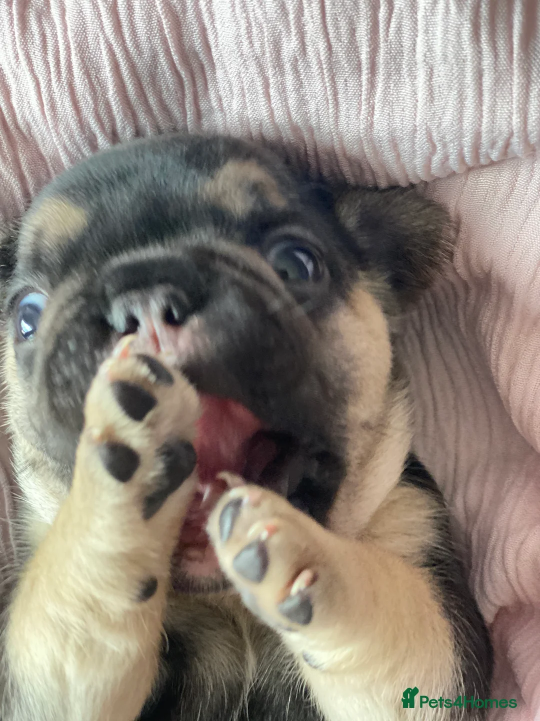 French Bulldog dogs for sale: Gorgeous French bulldog puppies 1 m & 1 f - Advert 17