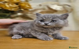 British Shorthair cats for sale: Last 4 male British Short-hair/long hair kittens  - Image 24