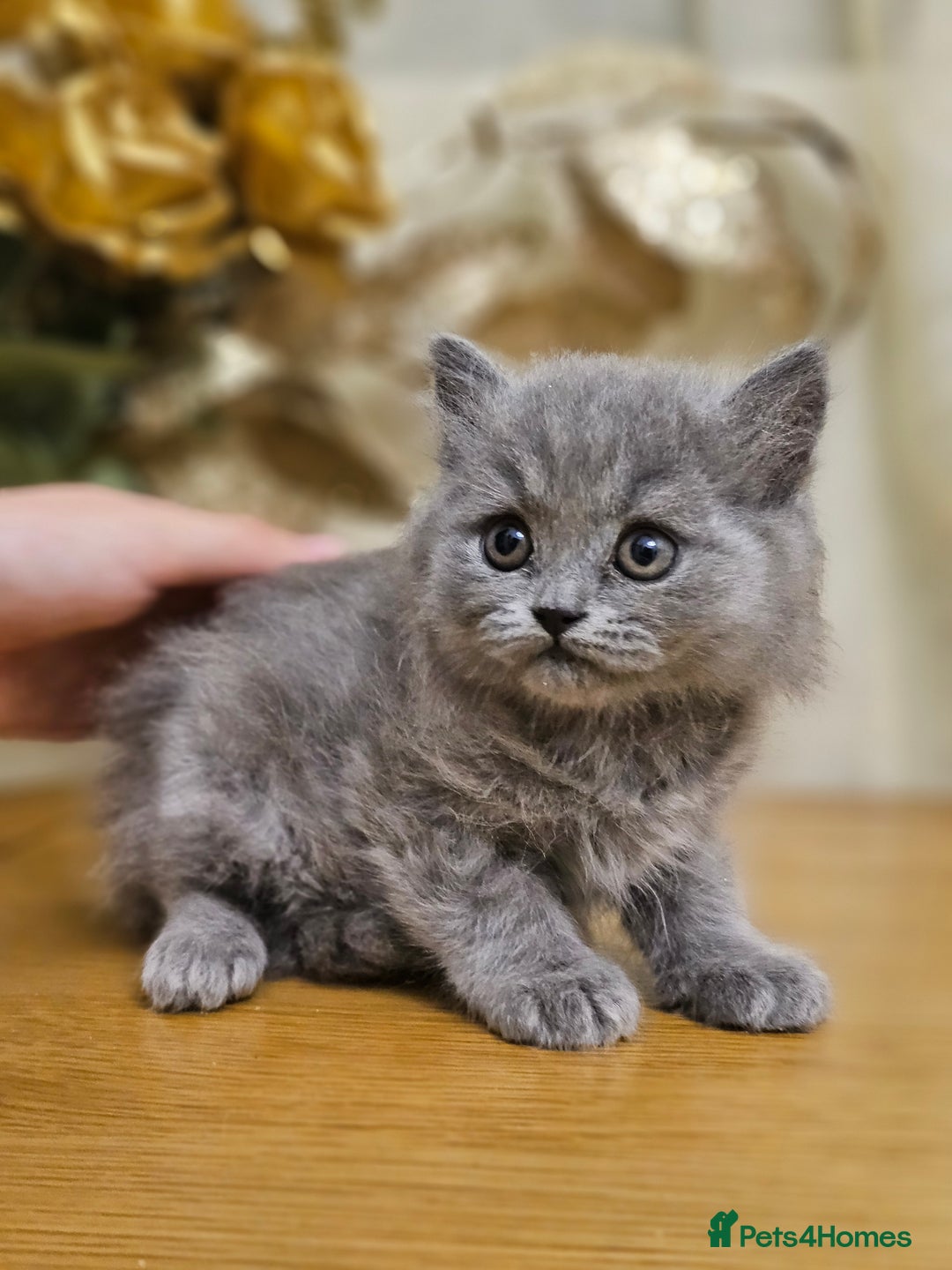 British Shorthair cats for sale: Last 4 male British Short-hair/long hair kittens  - Image 24