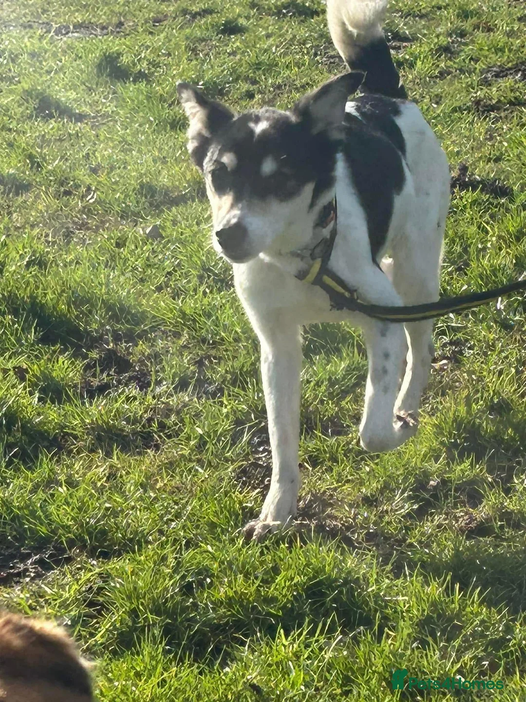 Mixed Breed dogs for adoption: Pippa - Norwich Norfolk  in Norwich - Advert 17