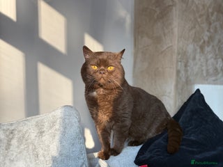 British Shorthair cats in Bromsgrove - Advert 37