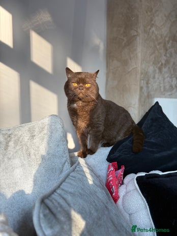 British Shorthair cats GCCF/TICA GCB Lines Chocolate BSH stud. in Bromsgrove - Advert 19