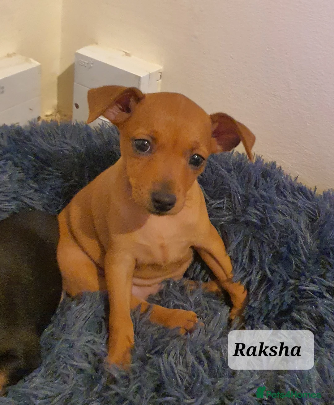 Miniature Pinscher dogs for sale: Miniature Pinscher puppies, KC registered - Advert 14
