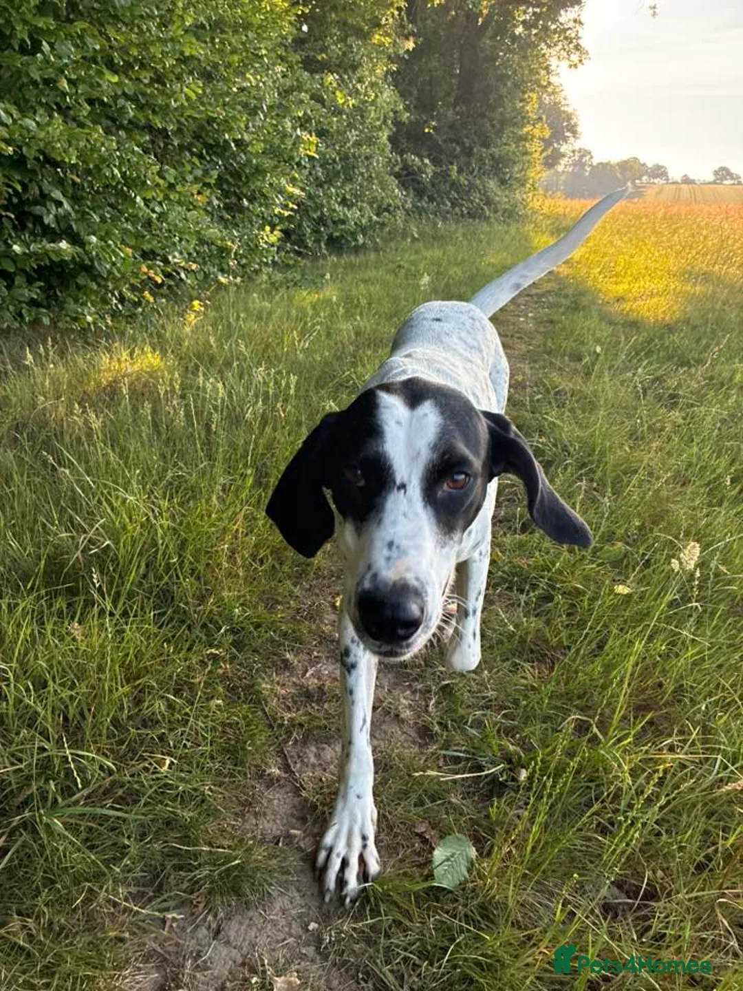 Pointer dogs for adoption: Jasper is looking for his forever home  in Kidwelly - Advert 2