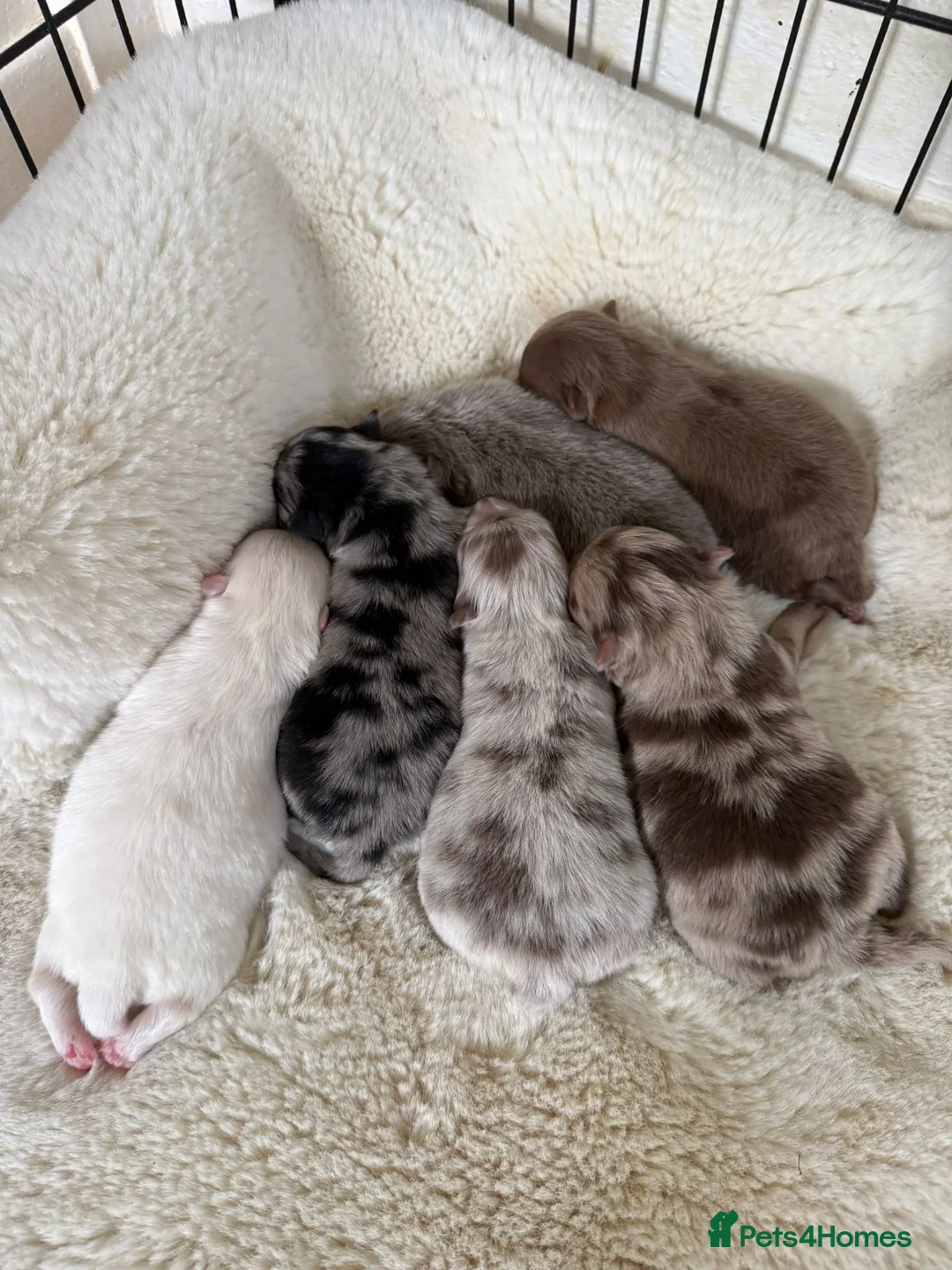 Pomeranian dogs for sale: Beautiful Pomeranian Puppies - Advert 2