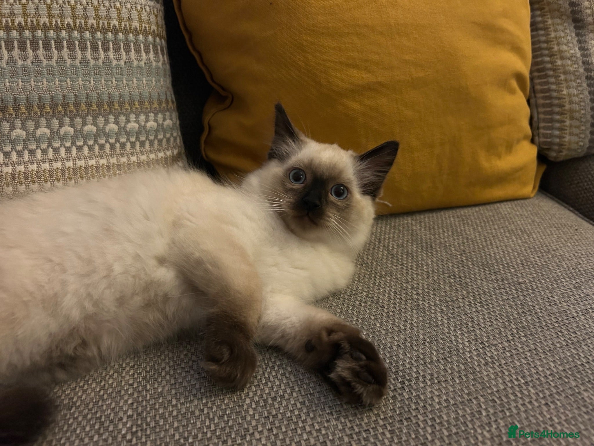 Ragdoll cats 🐾1 Boy left available🐾 - Advert 2
