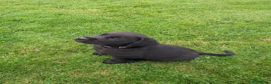 Labrador Retriever 3