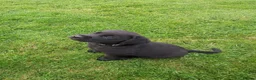 Labrador Retriever dogs for sale: Black Labrador Pups - Advert 8