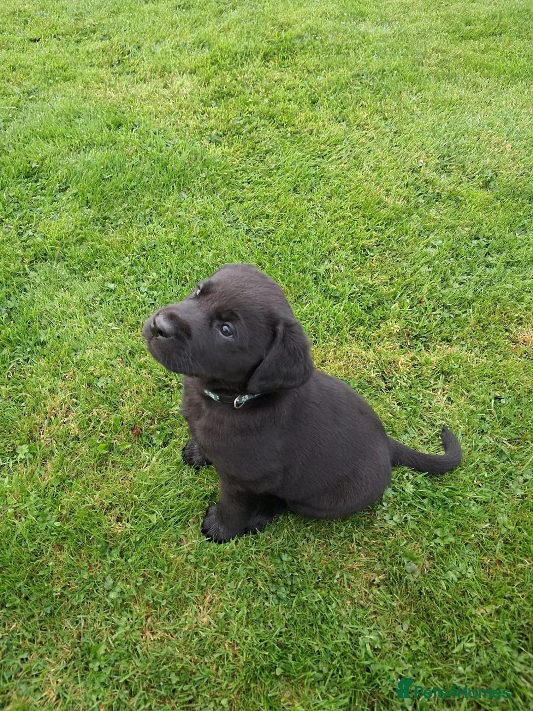 Labrador Retriever dogs for sale: Black Labrador Pups - Advert 8