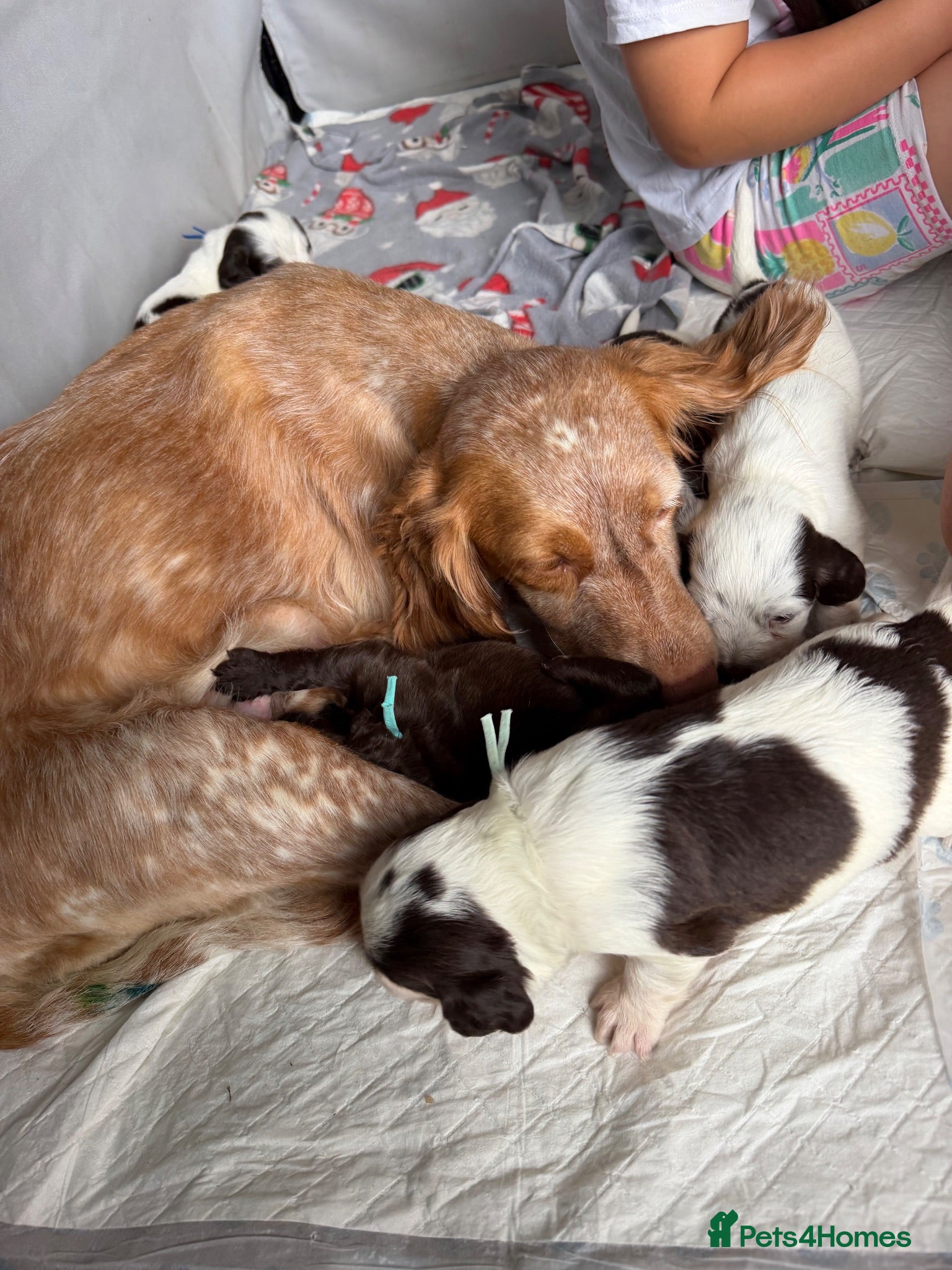 Cocker Spaniel dogs 🌟Cocker spaniel puppies🌟 - Advert 14