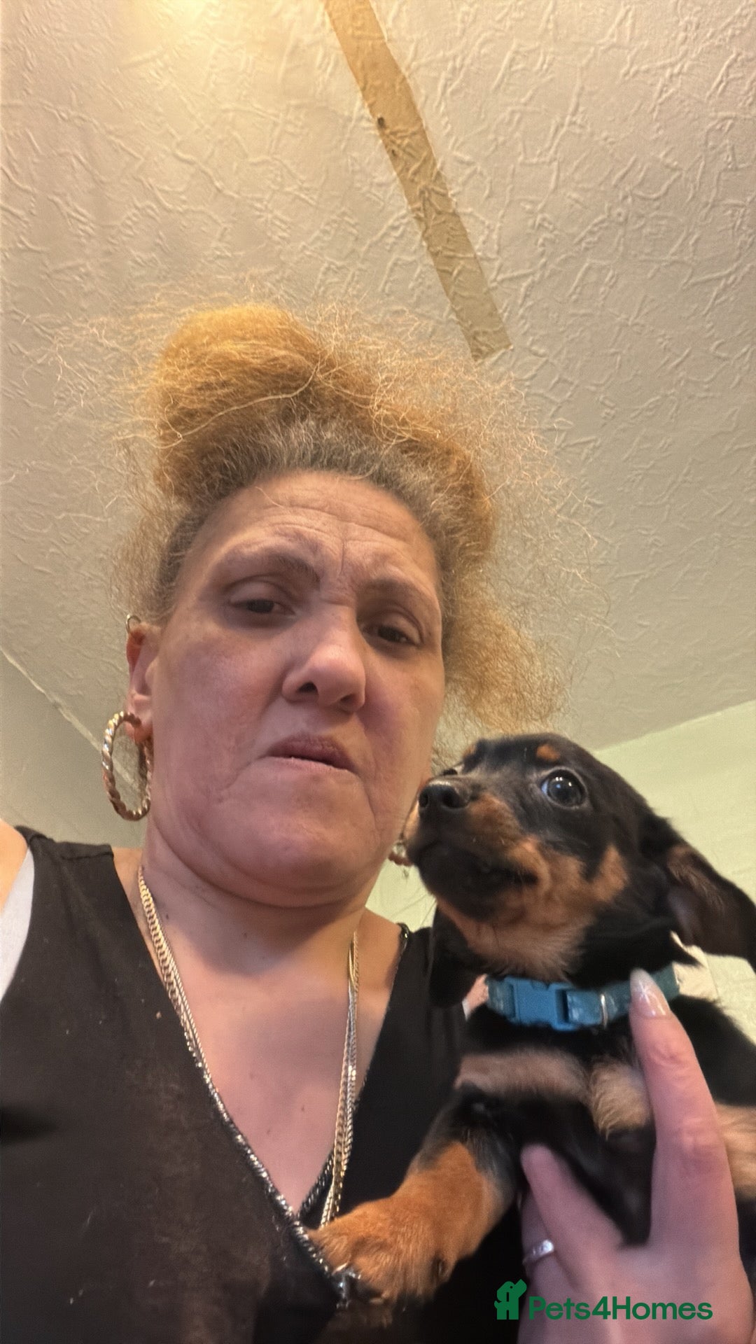 Mixed Breed dogs for sale: Dorkies  - Advert 4