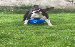 Boston Terrier dogs for stud: BOSTON TERRIER STUD in Lytham Saint Annes - Image 5