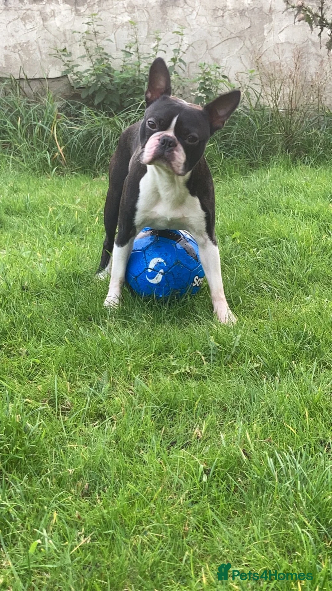 Boston Terrier dogs for stud: BOSTON TERRIER STUD in Lytham Saint Annes - Advert 5