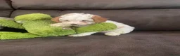 Toy Poodle dogs for sale: KC Toy Poodles gorgeous litter of 4 - Advert 7