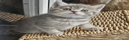 British Shorthair cats for sale: Blue Golden & Blue British Shorthair Kittens  - Advert 2