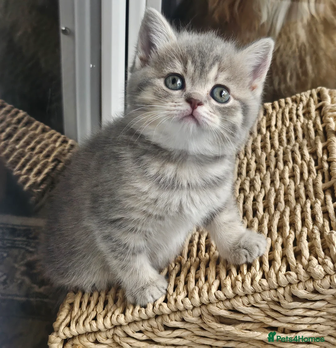 British Shorthair cats for sale: Blue Golden & Blue British Shorthair Kittens  - Advert 2