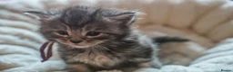 Maine Coon cats for sale: Gorgeous Mainecoon kittens ready 10th June  - Advert 21
