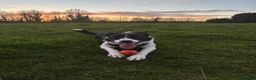 Welsh Collie dogs for sale: Darla - Advert 1