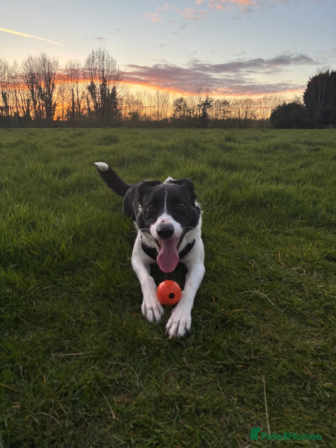 Welsh Collie dogs for sale: Darla - Advert 1